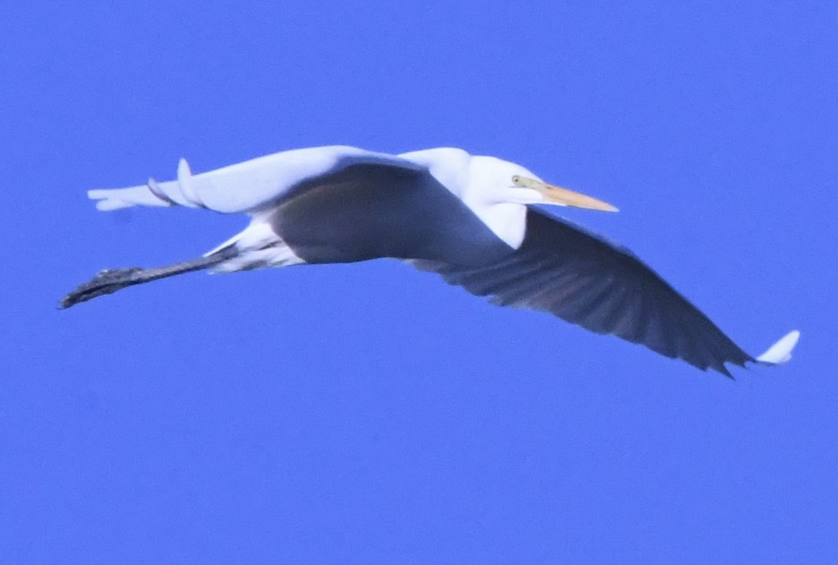 Airone bianco maggiore - ML643599160