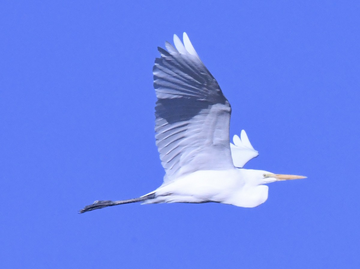 Airone bianco maggiore - ML643599178