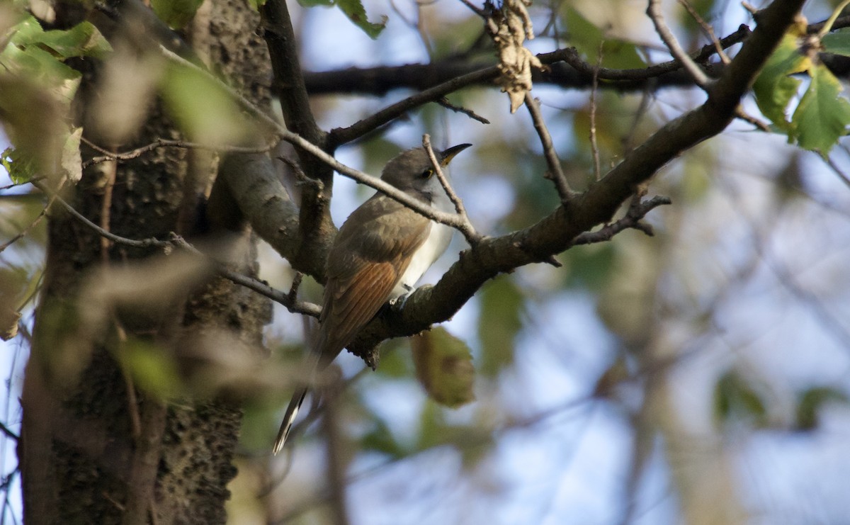 Yellow-billed Cuckoo - ML643599186