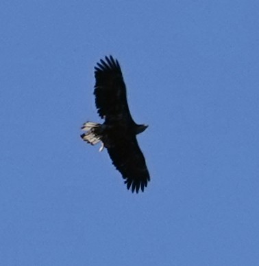 Bald Eagle - ML643599190