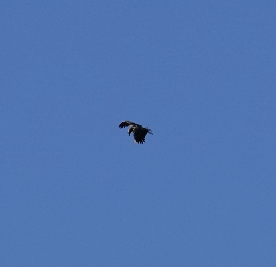 Bald Eagle - ML643599191