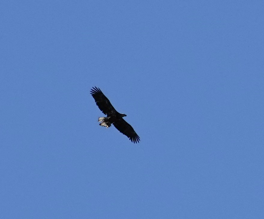 Bald Eagle - ML643599192