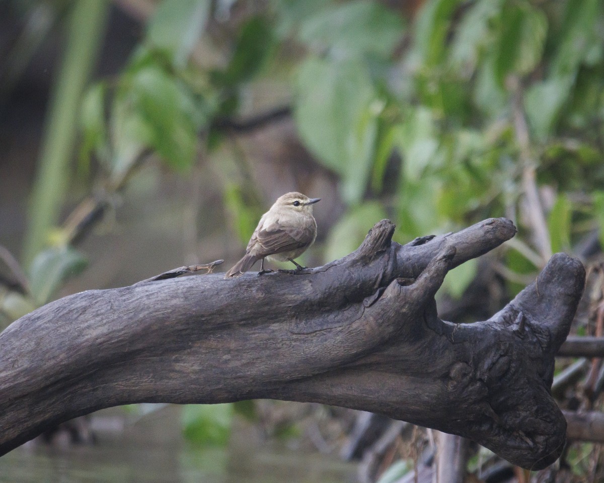 Mosquerito Guardarríos - ML643599214