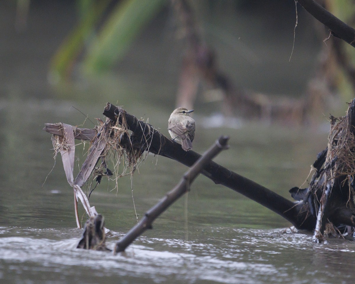 Mosquerito Guardarríos - ML643599215