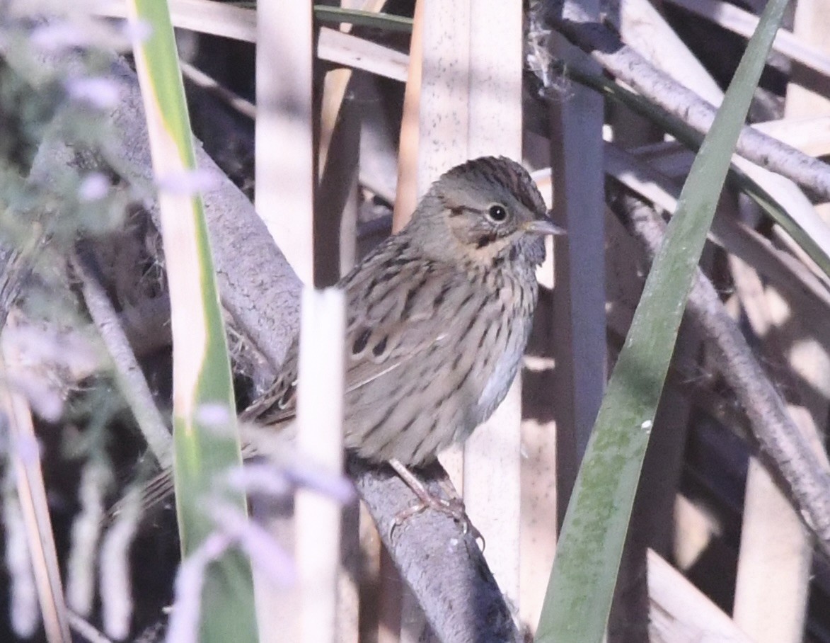 Lincoln's Sparrow - ML643599244