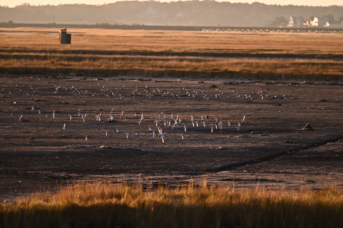 Semipalmated Plover - ML643599253
