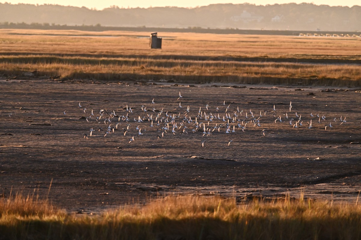Semipalmated Plover - ML643599254