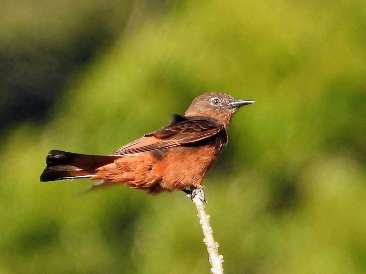Cliff Flycatcher - ML643599257