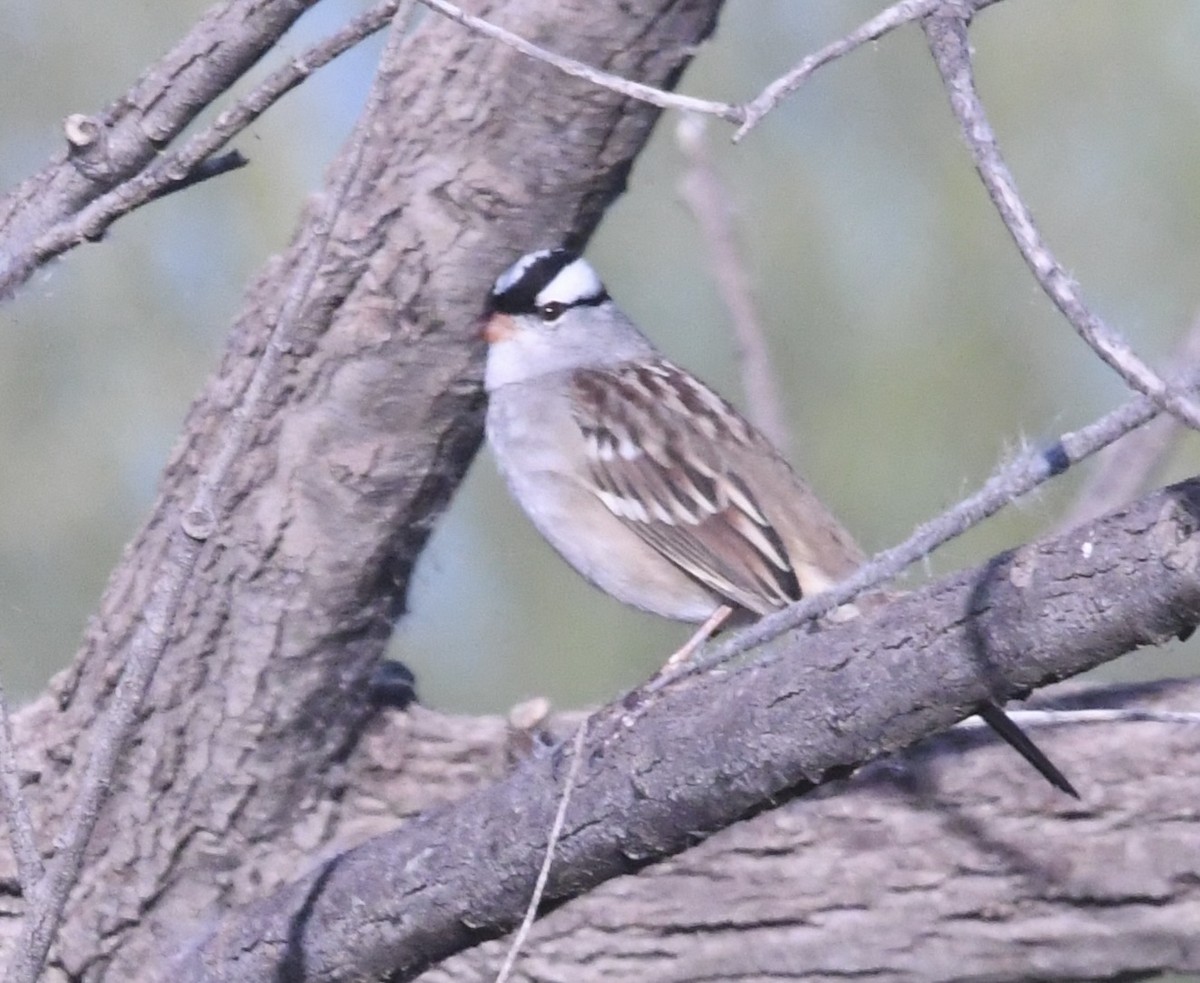 White-crowned Sparrow (Dark-lored) - ML643599258