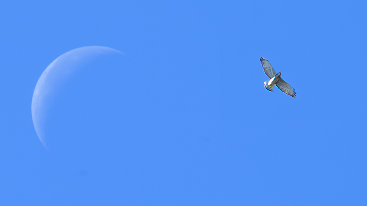 Broad-winged Hawk - ML643599269