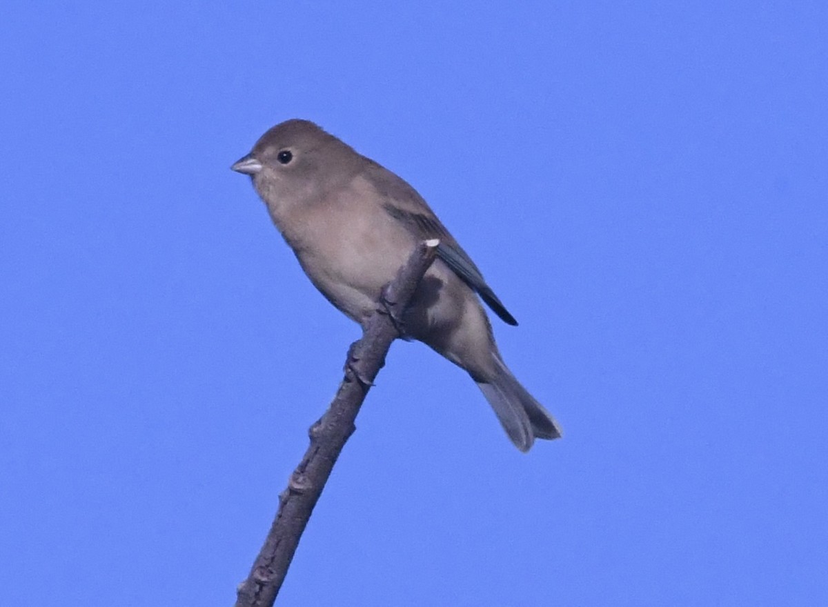 Lazuli Bunting - ML643599280