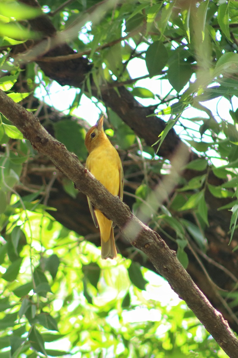 Summer Tanager - ML643599288