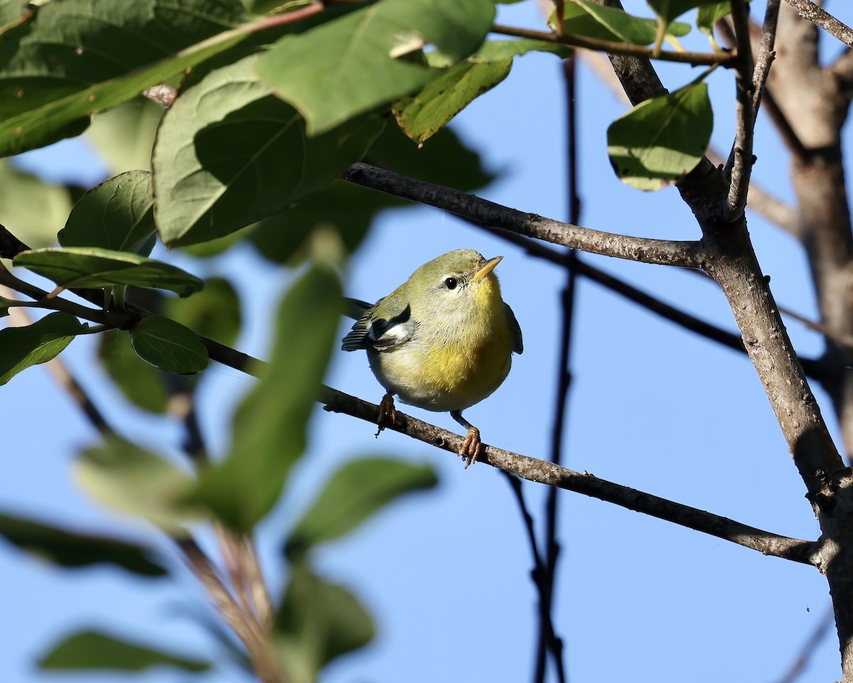 Northern Parula - ML643599295