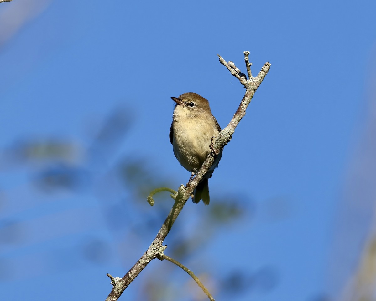 Pine Warbler - ML643599296