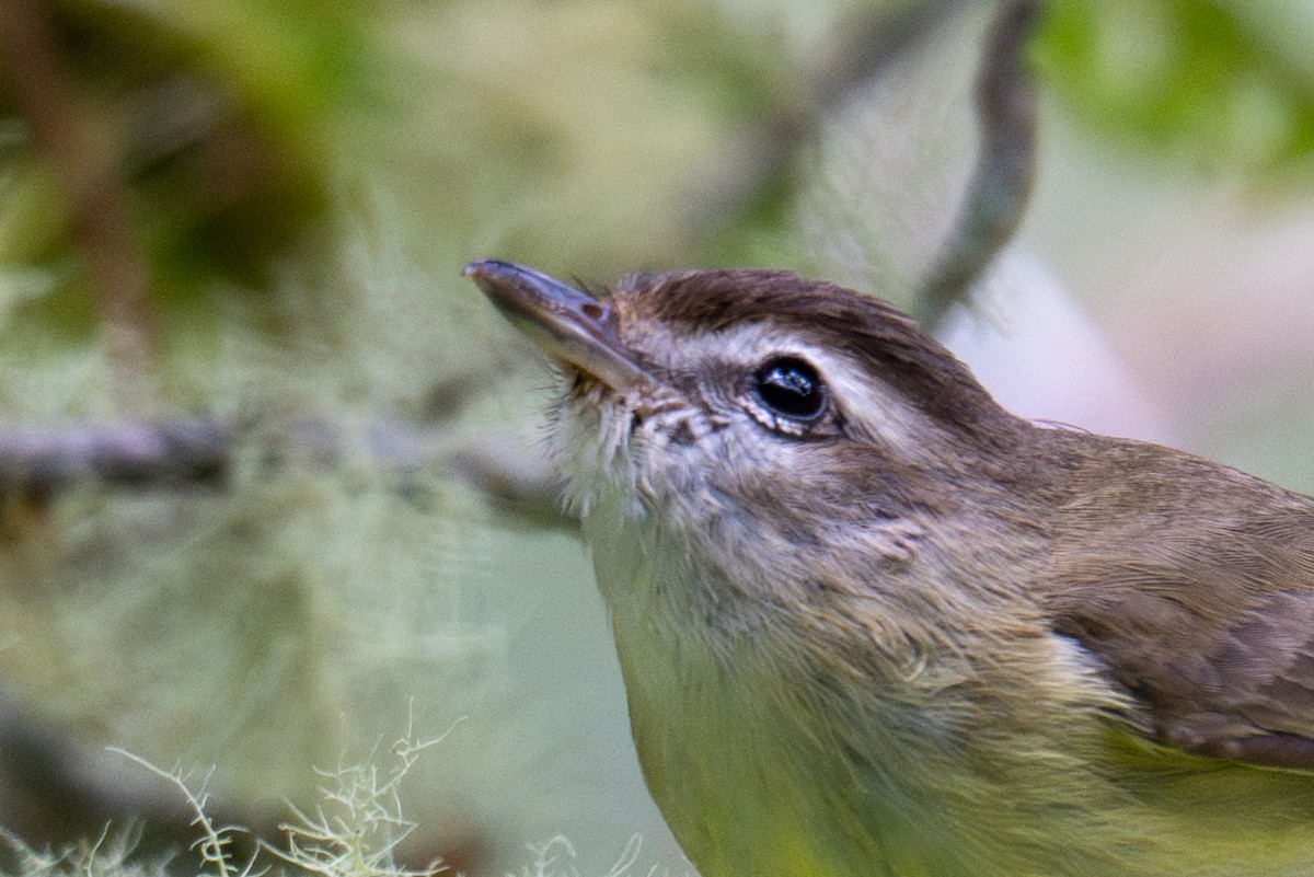 Brown-capped Vireo - ML643599304