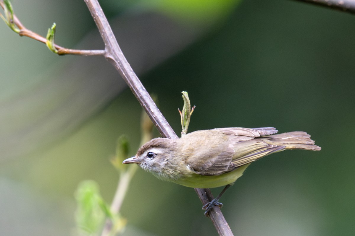 Brown-capped Vireo - ML643599306