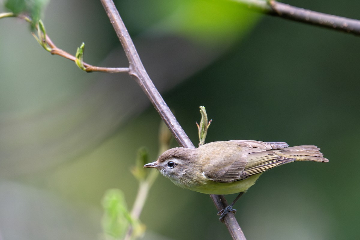 Brown-capped Vireo - ML643599307