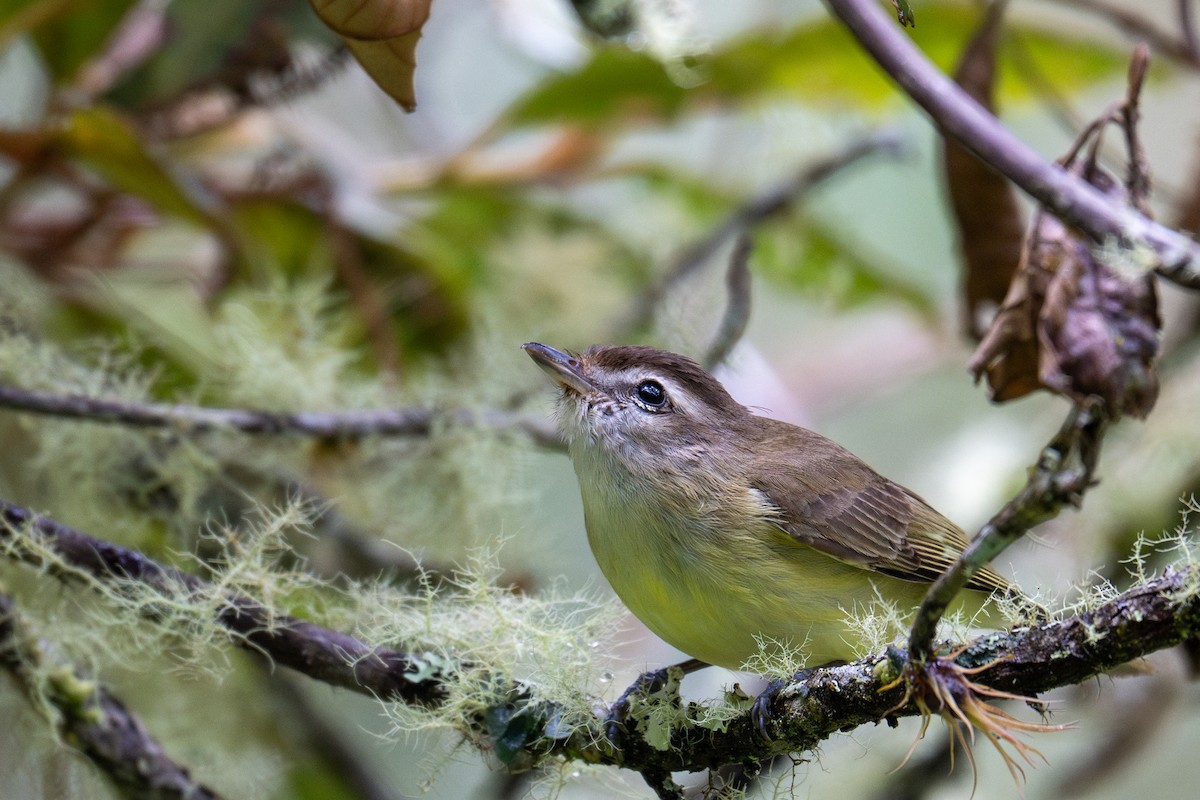 Brown-capped Vireo - ML643599308