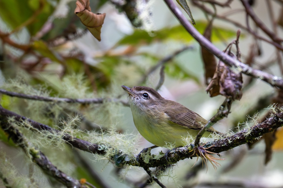 Brown-capped Vireo - ML643599309