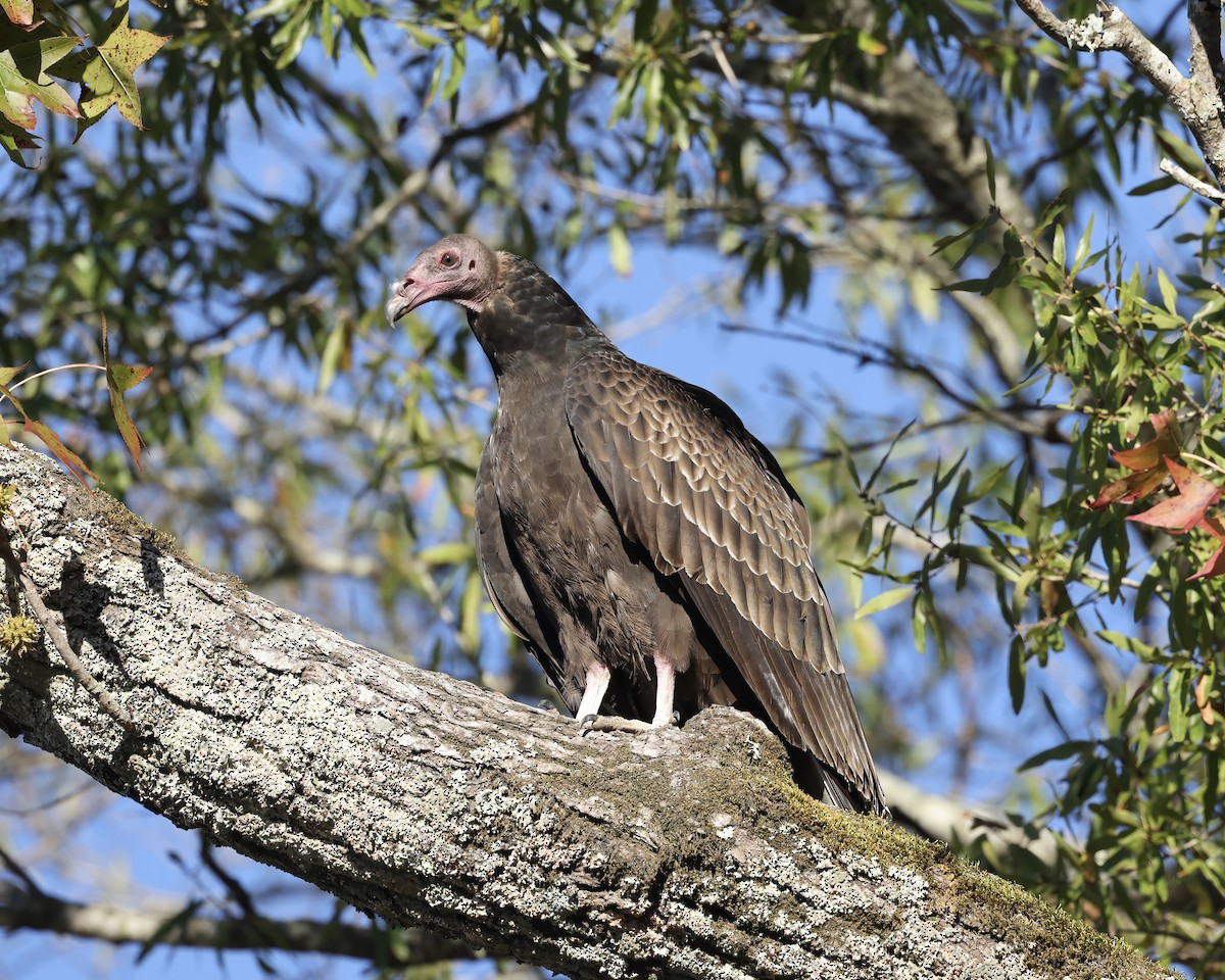 Turkey Vulture - ML643599310