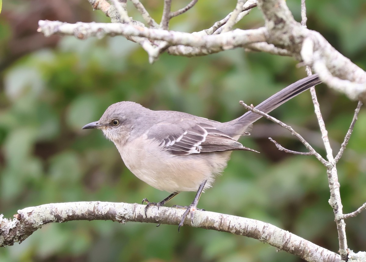Northern Mockingbird - ML643599317