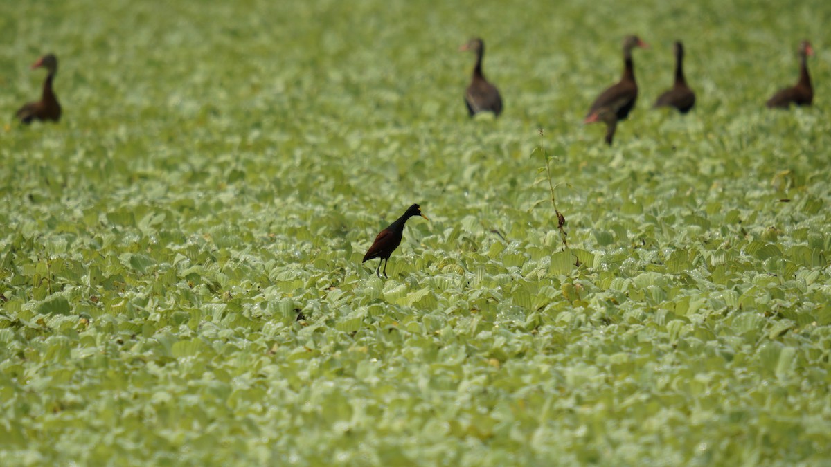 Northern Jacana - ML643599333