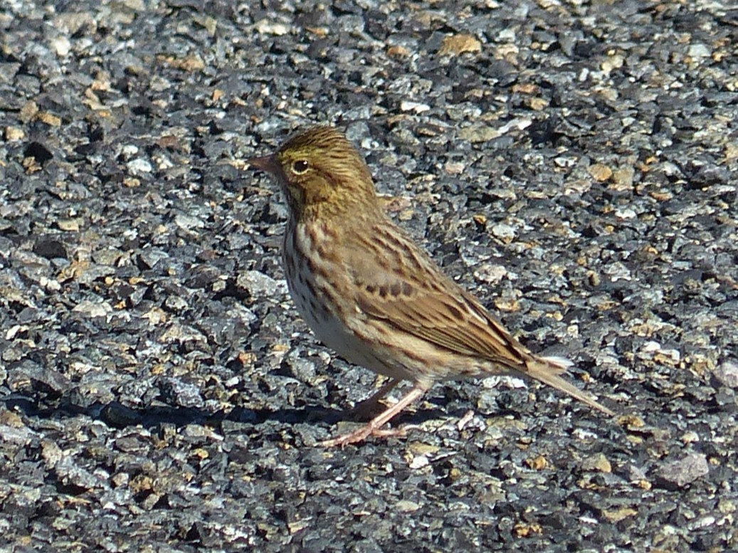 Savannah Sparrow - ML643599343