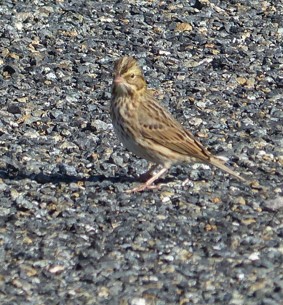 Savannah Sparrow - ML643599344