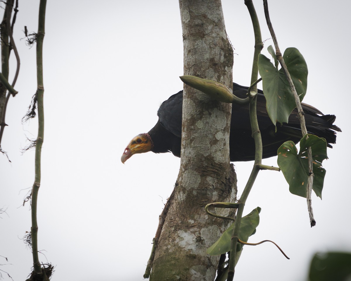 Greater Yellow-headed Vulture - ML643599353