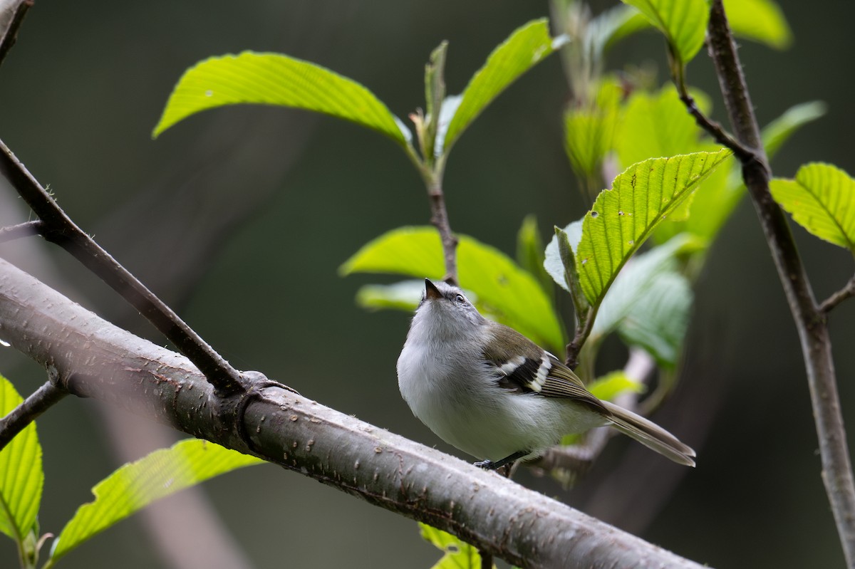 White-banded Tyrannulet - ML643599355