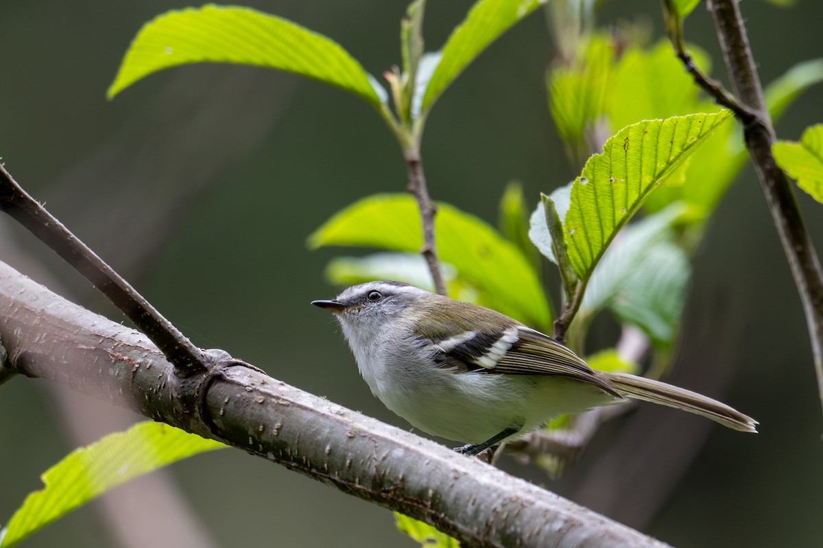 White-banded Tyrannulet - ML643599356