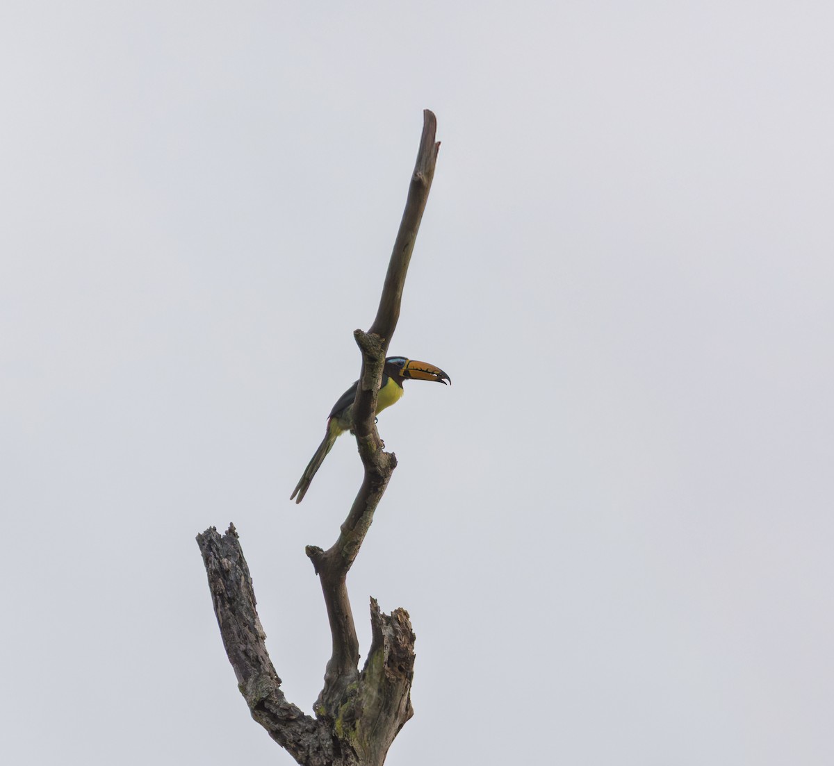 Lettered Aracari - ML643599365