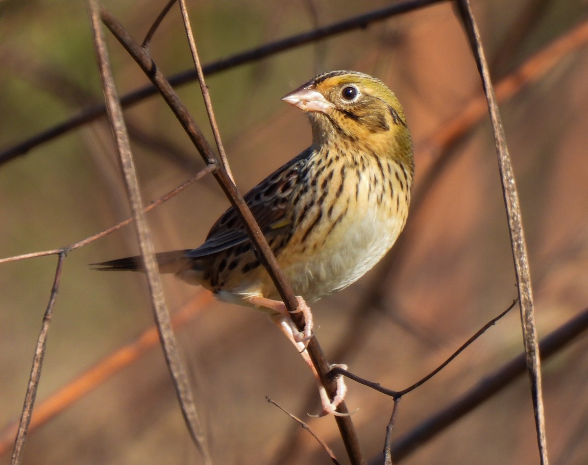 Henslow's Sparrow - ML643599371