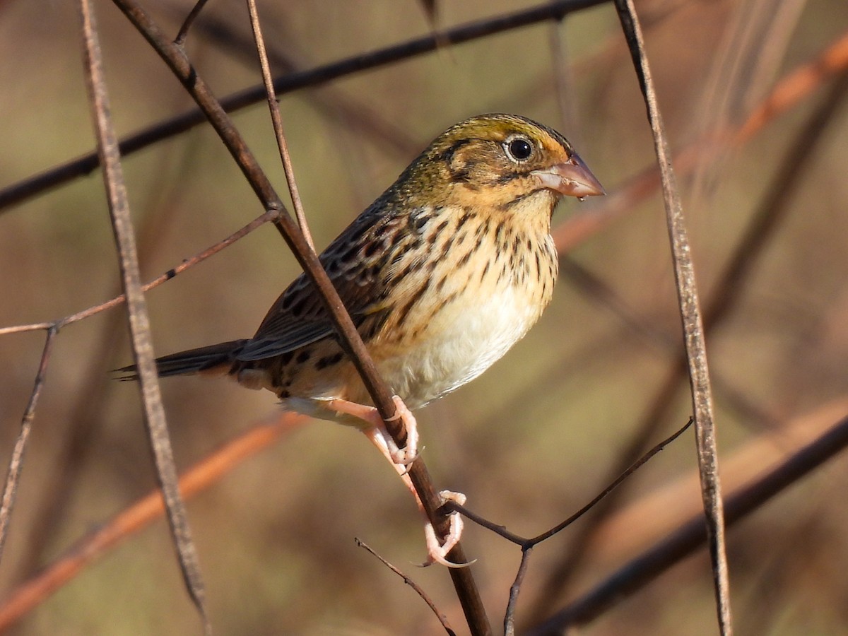 Henslow's Sparrow - ML643599372