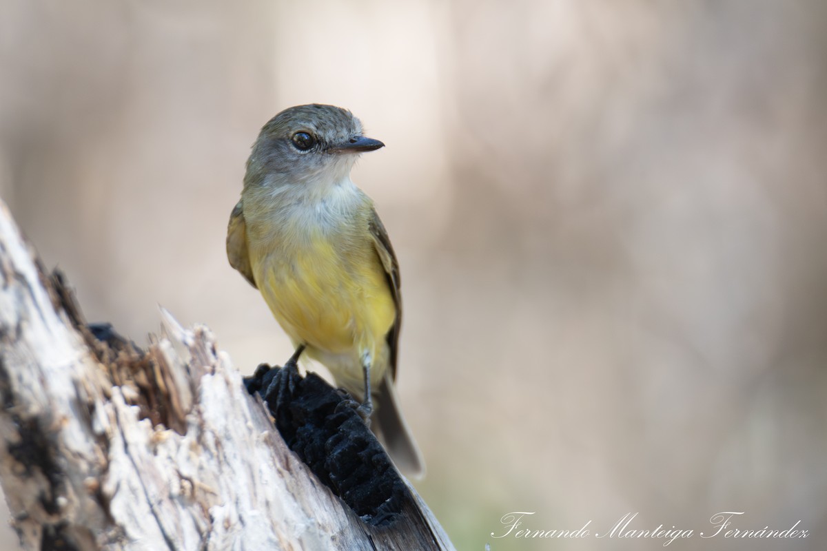 Lemon-bellied Flyrobin - ML643599381