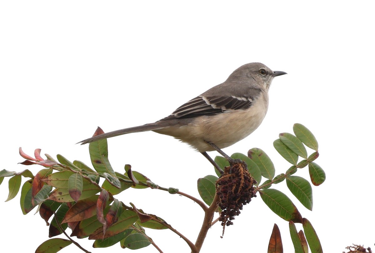 Northern Mockingbird - ML643599386