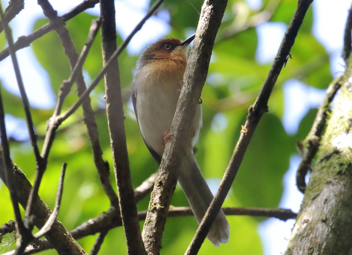Chapin's Apalis - ML643599433