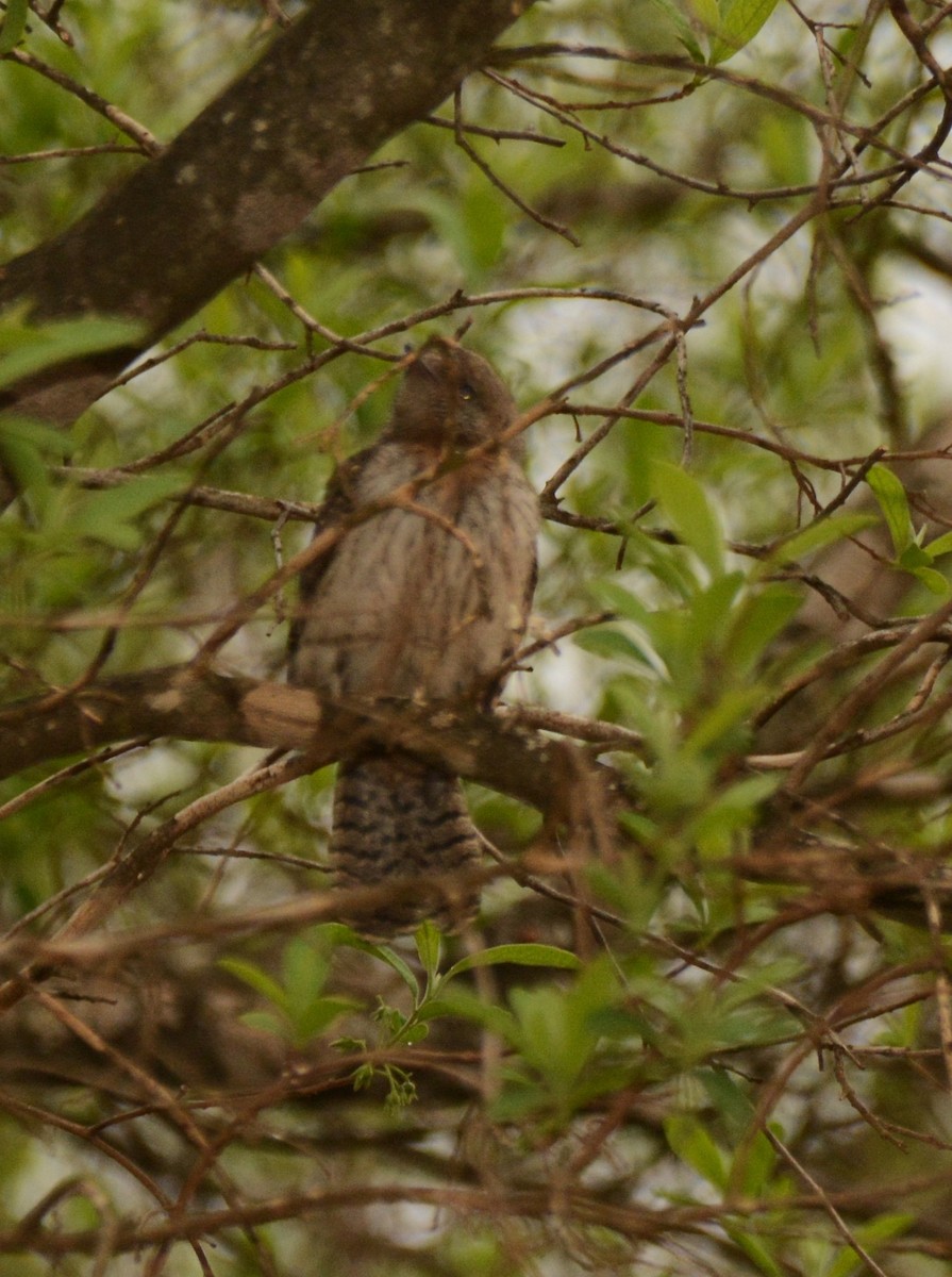 Red-throated Wryneck - ML643599435
