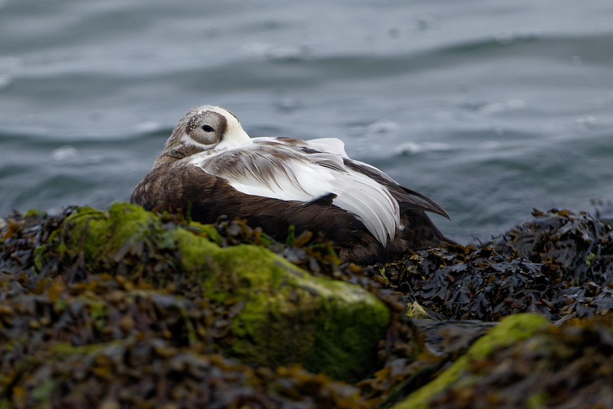 Spectacled Eider - ML643599462