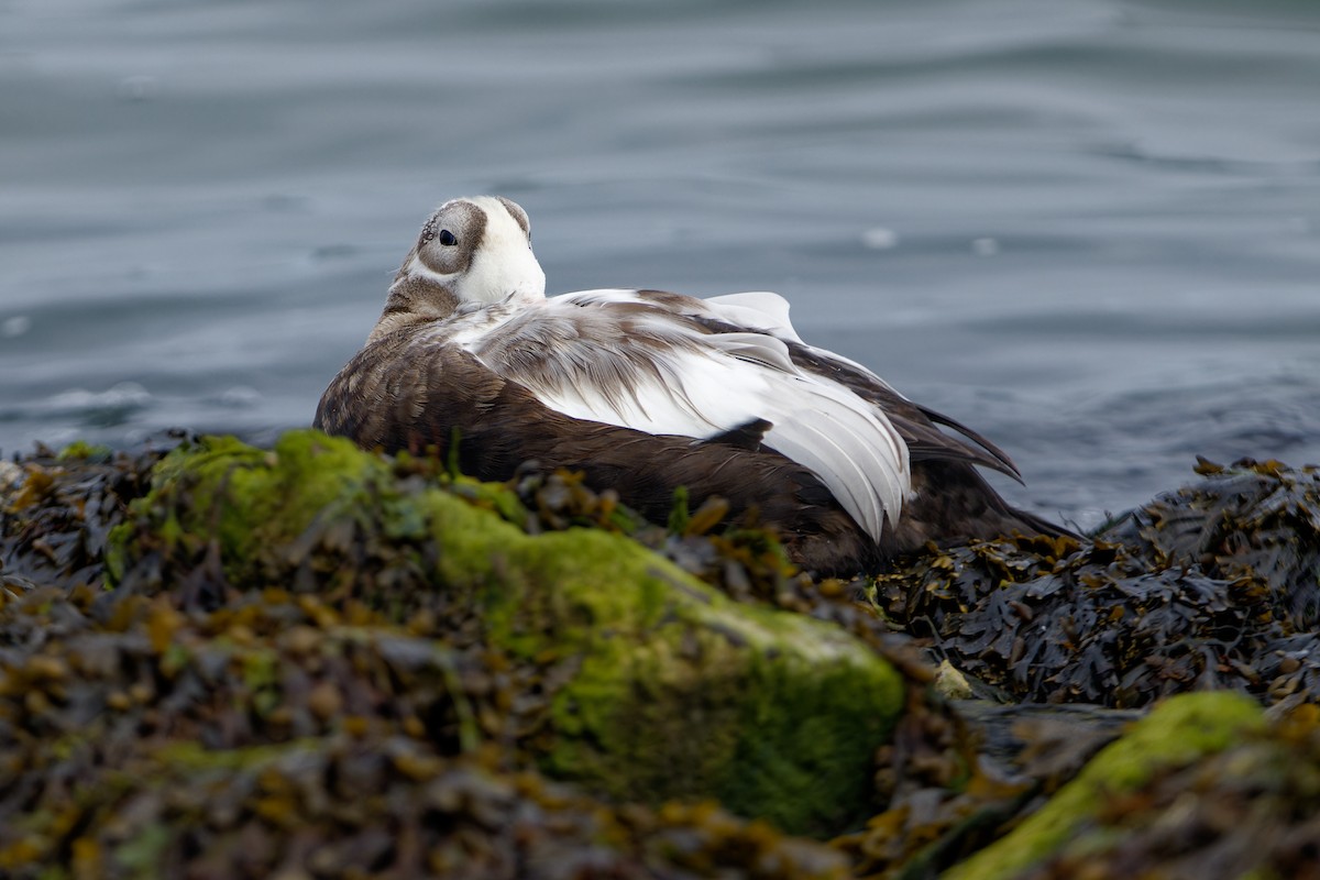 Spectacled Eider - ML643599463