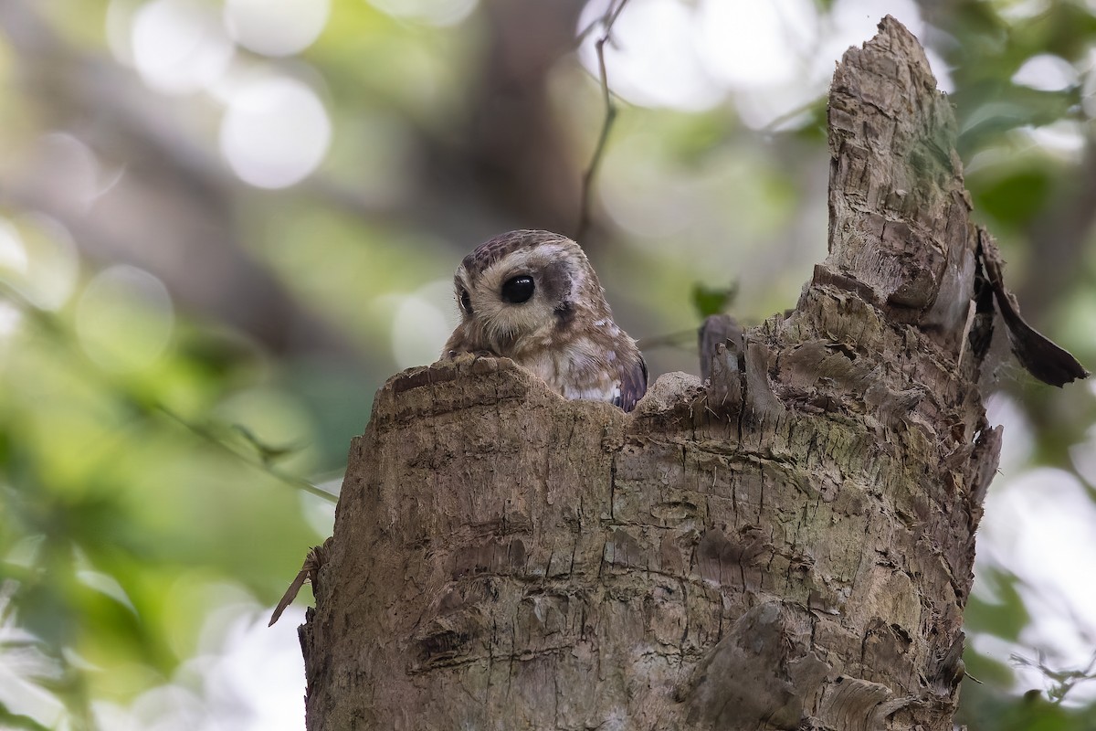Bare-legged Owl - ML643599465