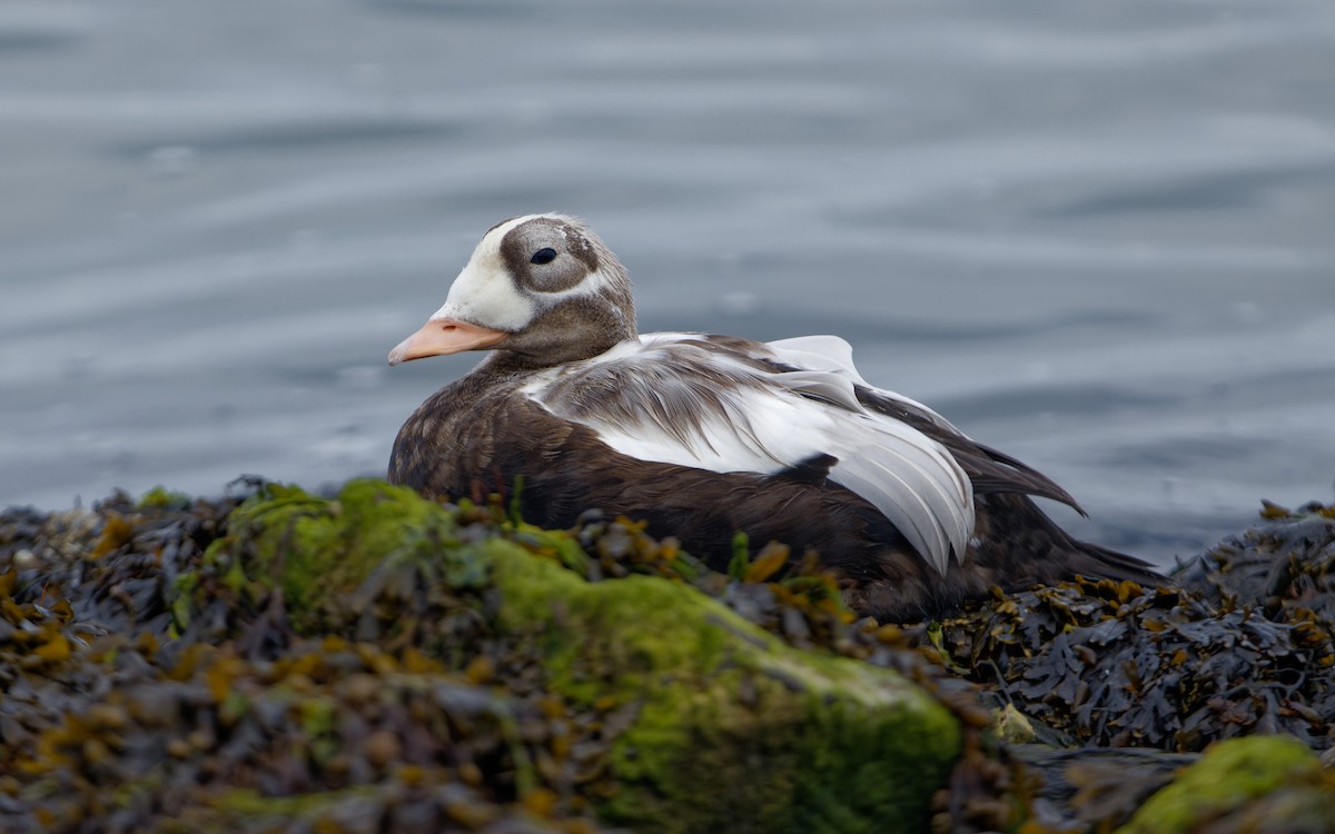 Spectacled Eider - ML643599467