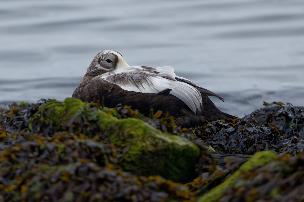 Spectacled Eider - ML643599468