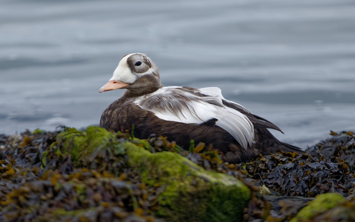 Spectacled Eider - ML643599469