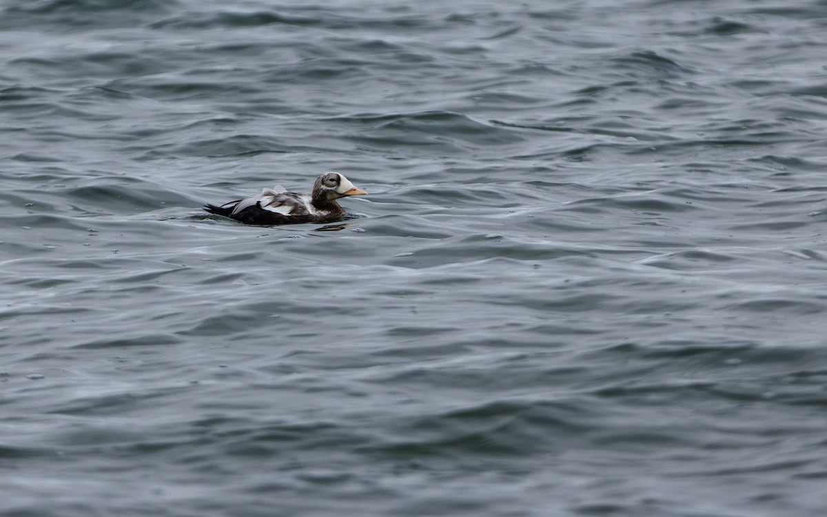 Spectacled Eider - ML643599472