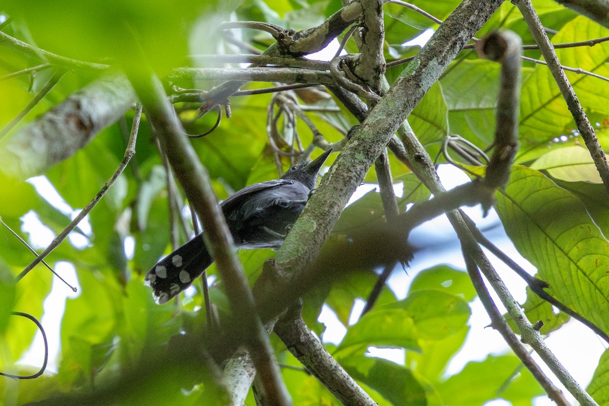 Grisin ardoisé - ML643599474