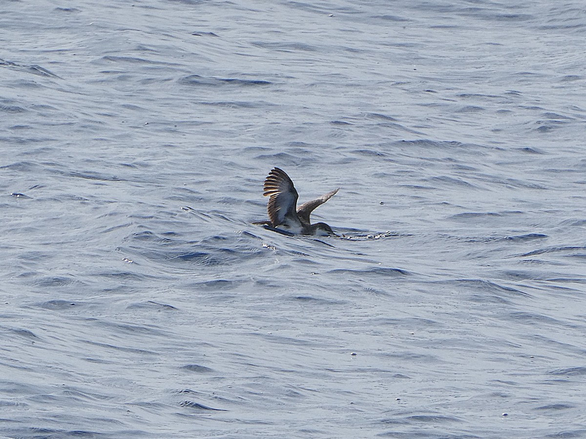 Sargasso Shearwater - ML643599479