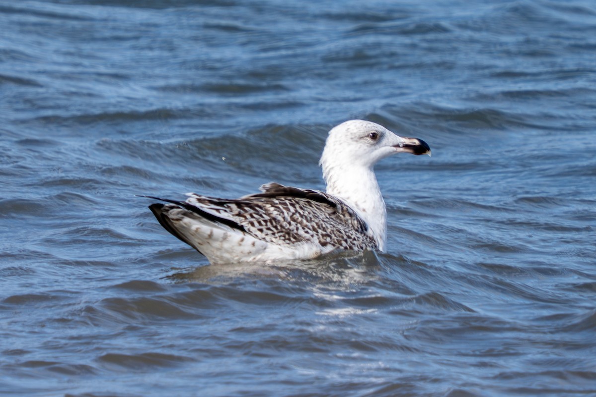 Great Black-backed Gull - ML643599502