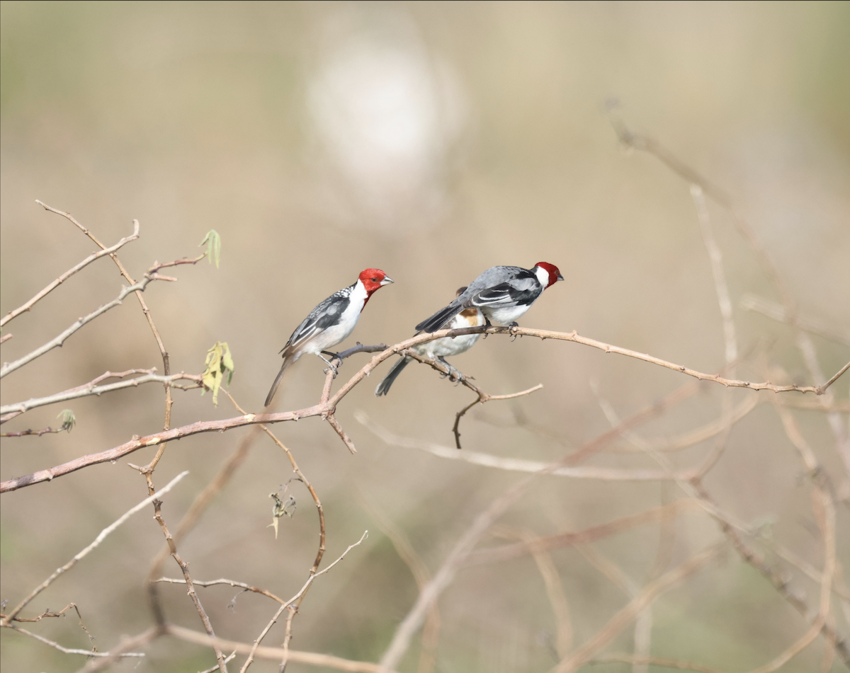 Red-cowled Cardinal - ML643599539