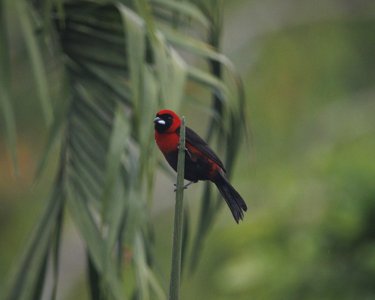 Masked Crimson Tanager - ML643599598